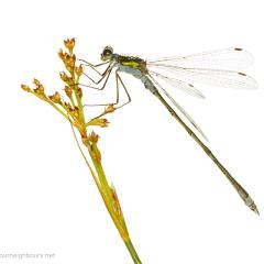 MYN Emerald Damselfly male 